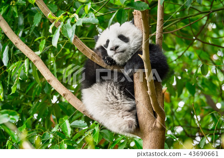 Giant panda bear in China 43690661