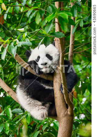 Giant panda bear in China 43690665