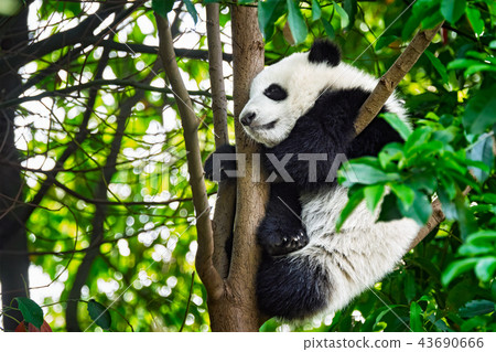 Giant panda bear in China Giant panda bear in China 43690666