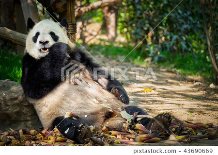 Giant panda bear in China 43690669