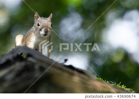 松鼠在屋頂上 43690674