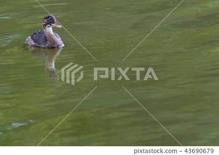 偉大的鳳頭gre .. 43690679