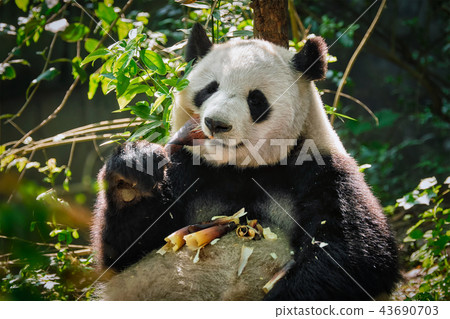 Giant panda bear in China 43690703