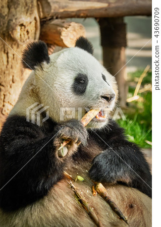Giant panda bear in China 43690709