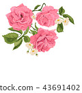 Beautiful pink rose isolated on white. 43691402