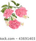 Flower pink rose, green leaves. Wedding concept.  43691403