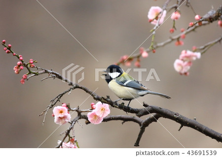 Plum and tits 43691539