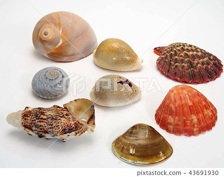 Enshu beach shell 43691930