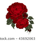 Beautiful red rose isolated on white. 43692063