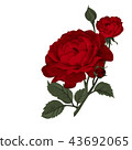 Beautiful red rose isolated on white. 43692065