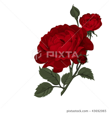Beautiful red rose isolated on white. Beautiful red rose isolated on white. 43692065