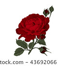 Beautiful red rose isolated on white. 43692066