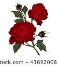 Beautiful red rose isolated on white. 43692068
