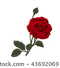 Beautiful red rose isolated on white. 43692069