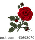 Beautiful red rose isolated on white. 43692070