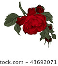 Beautiful red rose isolated on white. 43692071