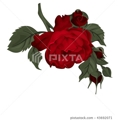 Beautiful red rose isolated on white. Beautiful red rose isolated on white. 43692071