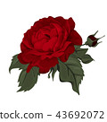 Beautiful red rose isolated on white. 43692072