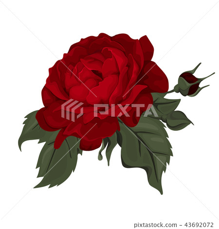 Beautiful red rose isolated on white. 43692072