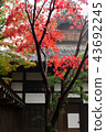 Niiza City-Hirabayashi Temple- 43692245