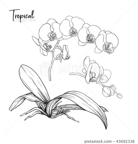 Tropical plant. Vector illustration in botanical style. 43692336