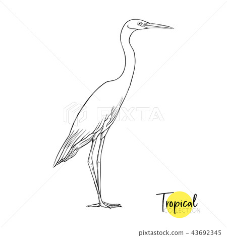 Tropical bird. Vector illustration. Tropical bird. Vector illustration. 43692345