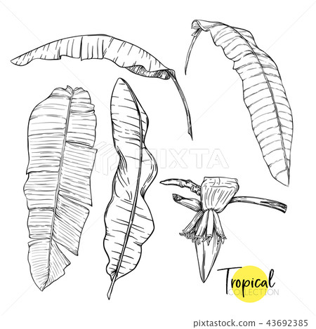 Tropical plant. Vector illustration in botanical style. Tropical plant. Vector illustration in botanical style. 43692385