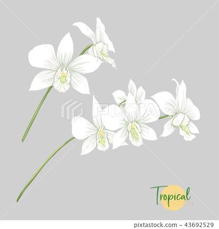 Tropical plant. Vector illustration in botanical style. 43692529