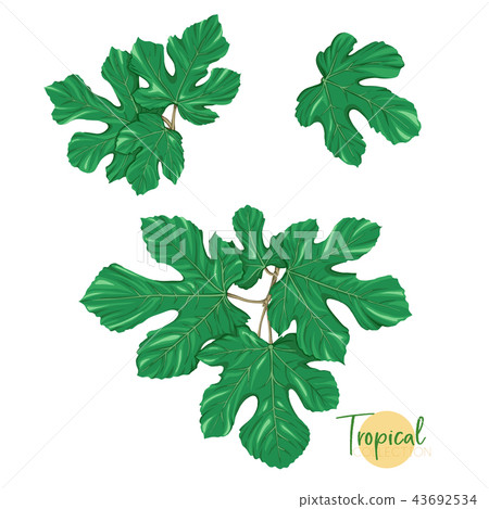 Tropical plant. Vector illustration in botanical style. 43692534