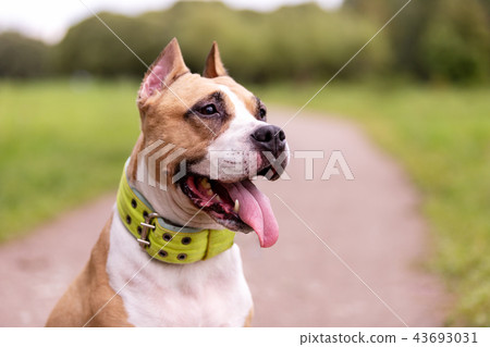 Red and white dog walks outdoor at summer Red and white dog walks outdoor at summer 43693031