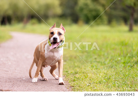 Red and white dog walks outdoor at summer Red and white dog walks outdoor at summer 43693043