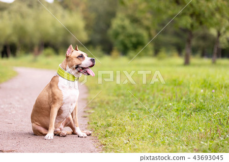 Red and white dog walks outdoor at summer 43693045