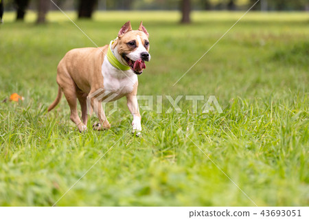 Red and white dog walks outdoor at summer Red and white dog walks outdoor at summer 43693051