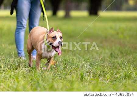 Woman plays with her dog outdoor at summer 43693054