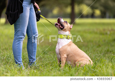 Woman plays with her dog outdoor at summer 43693067