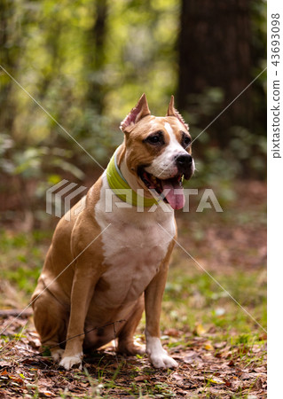 Red and white dog walks outdoor at summer Red and white dog walks outdoor at summer 43693098