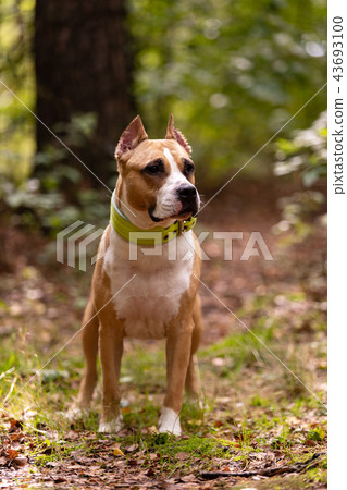 Red and white dog walks outdoor at summer Red and white dog walks outdoor at summer 43693100