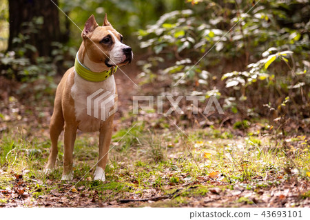 Red and white dog walks outdoor at summer Red and white dog walks outdoor at summer 43693101