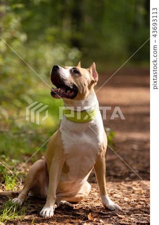 Red and white dog walks outdoor at summer Red and white dog walks outdoor at summer 43693113