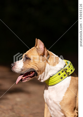 Red and white dog walks outdoor at summer 43693116