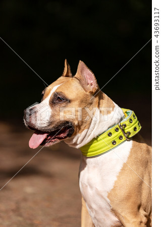 Red and white dog walks outdoor at summer Red and white dog walks outdoor at summer 43693117
