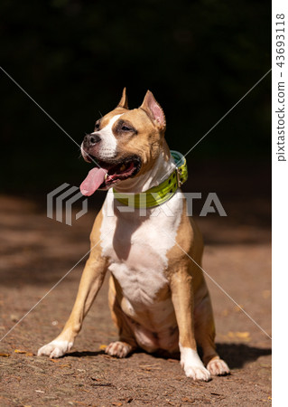 Red and white dog walks outdoor at summer 43693118