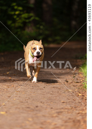 Red and white dog walks outdoor at summer Red and white dog walks outdoor at summer 43693119
