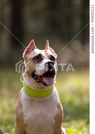 Red and white dog walks outdoor at summer 43693121