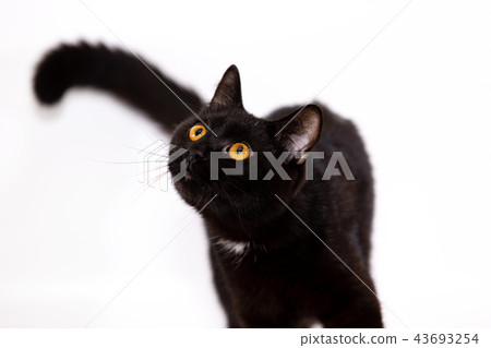 Adorable black cat isolated on white background Adorable black cat isolated on white background 43693254