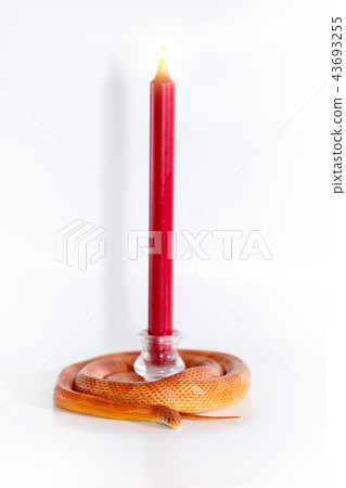 Beautiful corn snake isolated on white background Beautiful corn snake isolated on white background 43693255