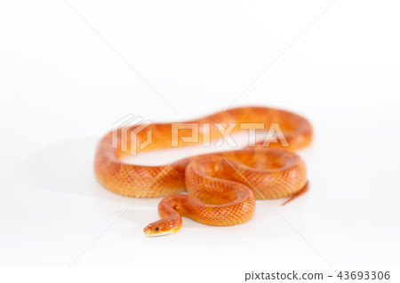 Beautiful corn snake isolated on white background Beautiful corn snake isolated on white background 43693306