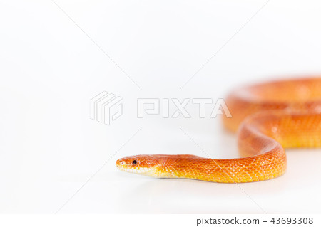 Beautiful corn snake isolated on white background Beautiful corn snake isolated on white background 43693308