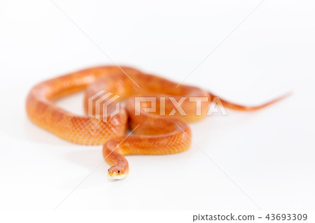 Beautiful corn snake isolated on white background Beautiful corn snake isolated on white background 43693309