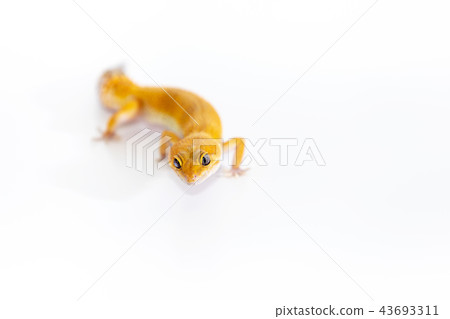 Adorable leopard gecko isolated on white 43693311